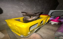 Mixed Breed cats for sale: Kittens - Image 6