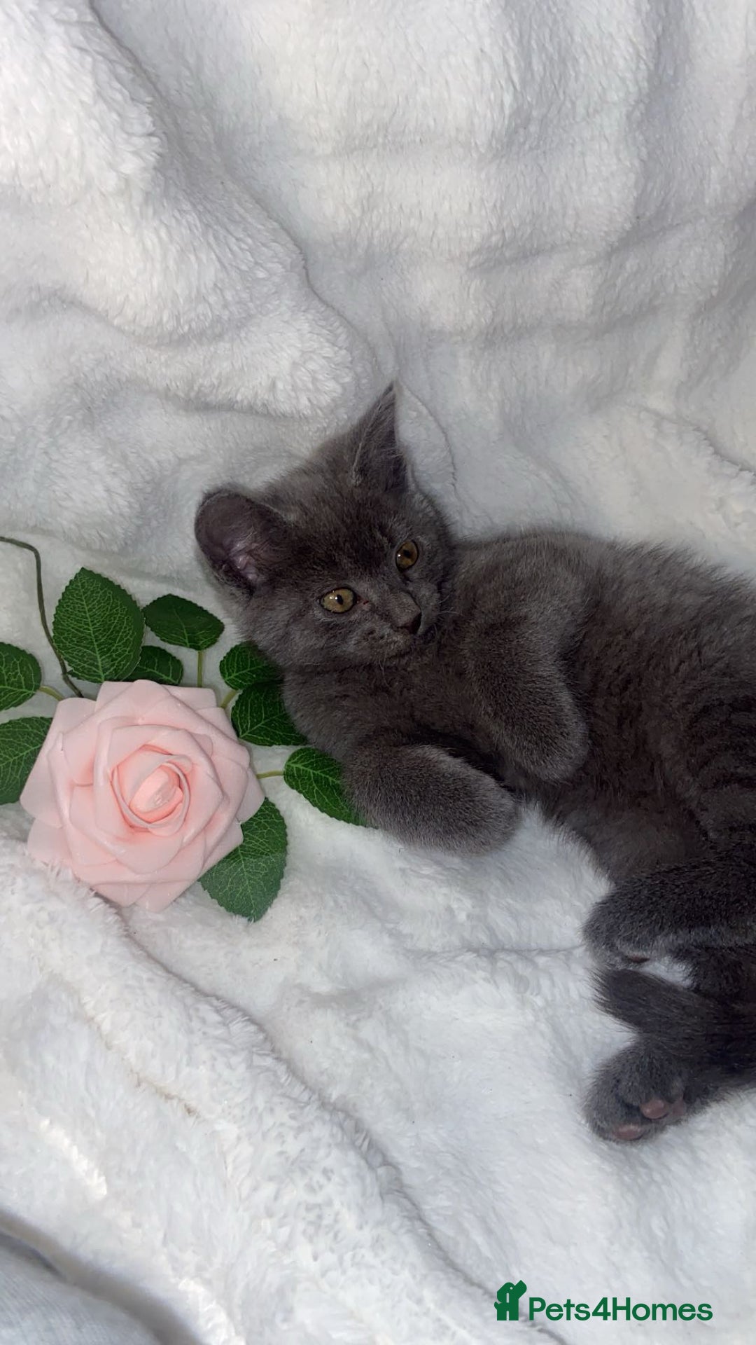 British Shorthair cats for sale: Cute British shorthair x sypnx kitten 9 weeks old - Advert 14