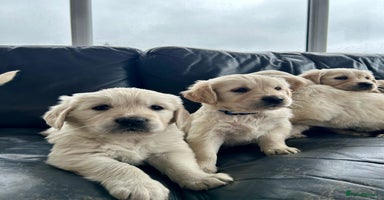 Golden Retriever dogs - Advert 4