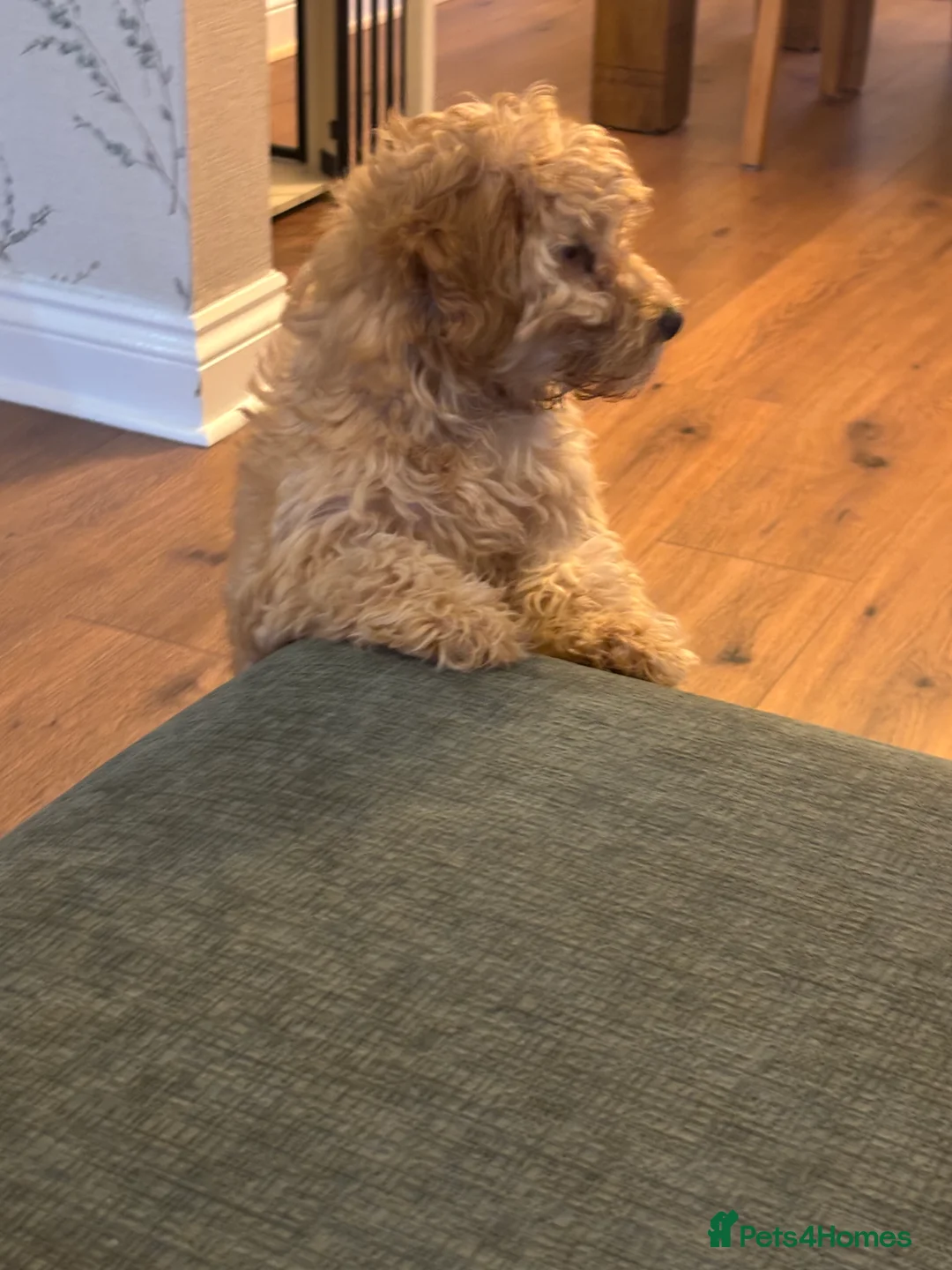 Cockapoo dogs for sale: Cockapoo - Advert 5