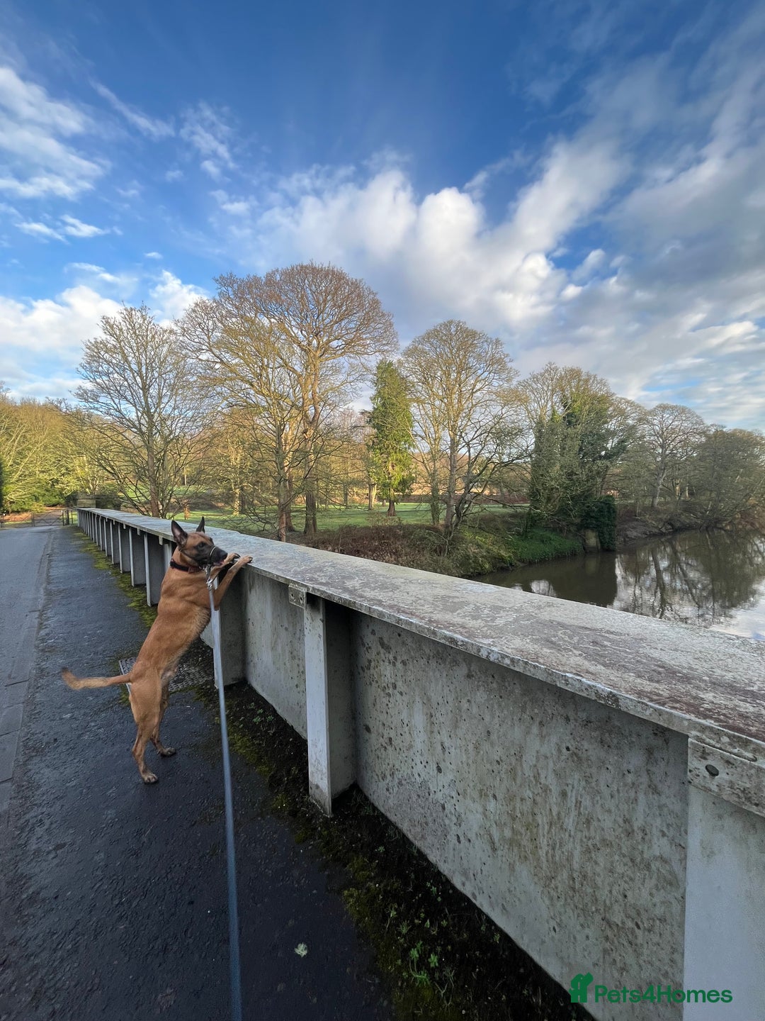 Belgian Shepherd Dog dogs for sale: Belgian Malinois, 4, Loving Home Only.  in Houghton le Spring - Image 3