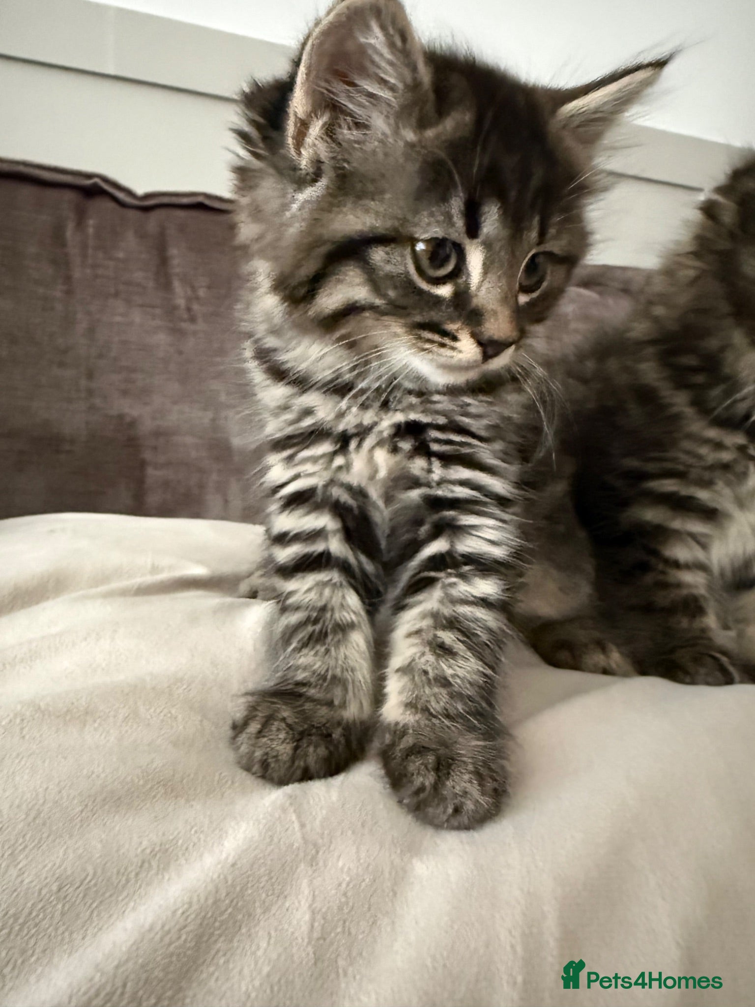 Maine Coon cats 🐾 Beautiful Maine Coon Kittens Ready Now! 🐾 - Advert 1