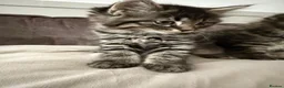 Maine Coon cats for sale: 🐾 Beautiful Maine Coon Kittens Ready Now! 🐾 - Advert 1
