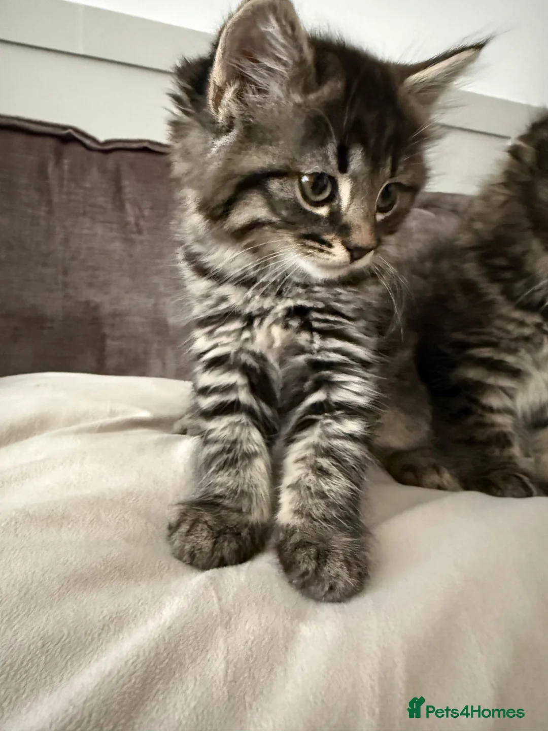 Maine Coon cats for sale: 🐾 Beautiful Maine Coon Kittens Ready Now! 🐾 - Advert 1
