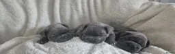 French Bulldog dogs for sale: French bulldog puppies - Advert 5