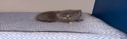 British Shorthair cats for sale: GCCF REGISTERED BRITISH SHORTHAIRS  - Advert 7