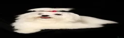 Maltese dogs for sale: KC MALTESE Puppies Males and Female in Bristol - Advert 20