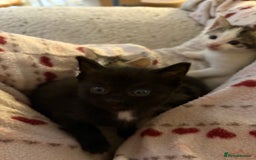 British Shorthair cats for sale: Beautiful cute British shorthair kittens for sale  - Advert 7