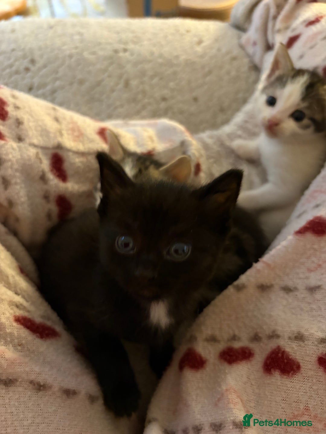 British Shorthair cats for sale: Beautiful cute British shorthair kittens for sale  - Advert 7