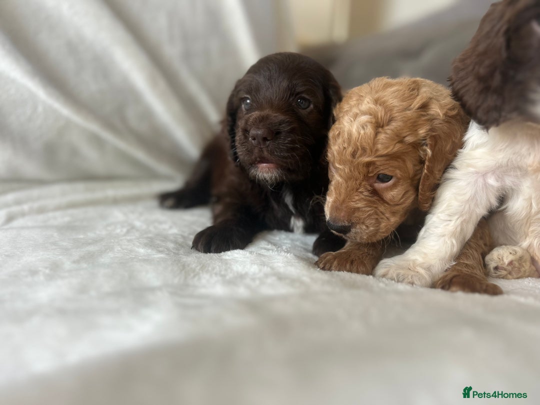 Cockapoo dogs for sale: beautiful toy cockapoo - Image 10