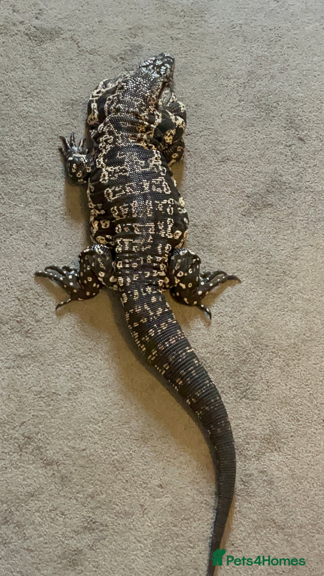 Mixed Breed invertebrates for sale: Black and white tegu  - Image 2