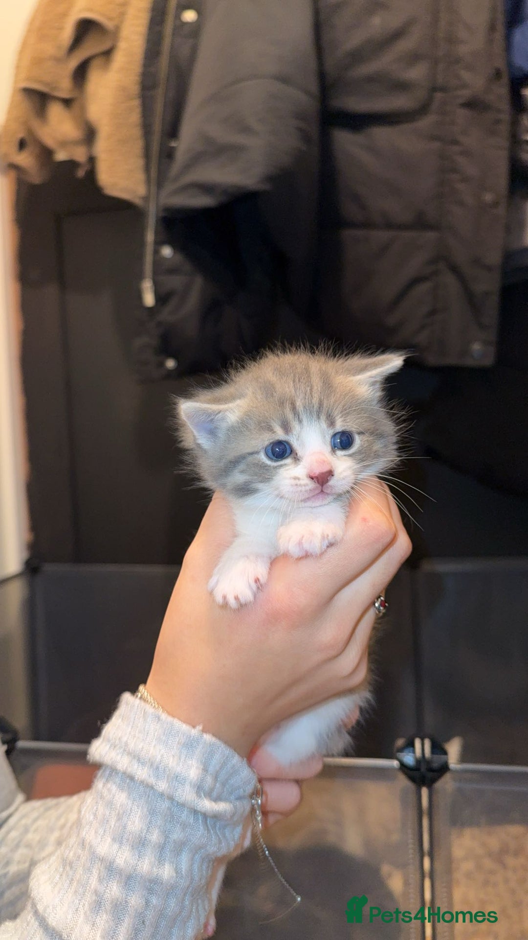 Bengal cats for sale: Girl Bengal cross kitten  - Advert 3