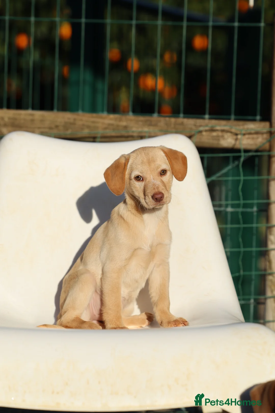 Mixed Breed dogs for adoption: Sol - the mini looking Labrador - Advert 2
