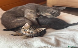 British Shorthair cats for sale: 5 adorable kittens  - Image 17