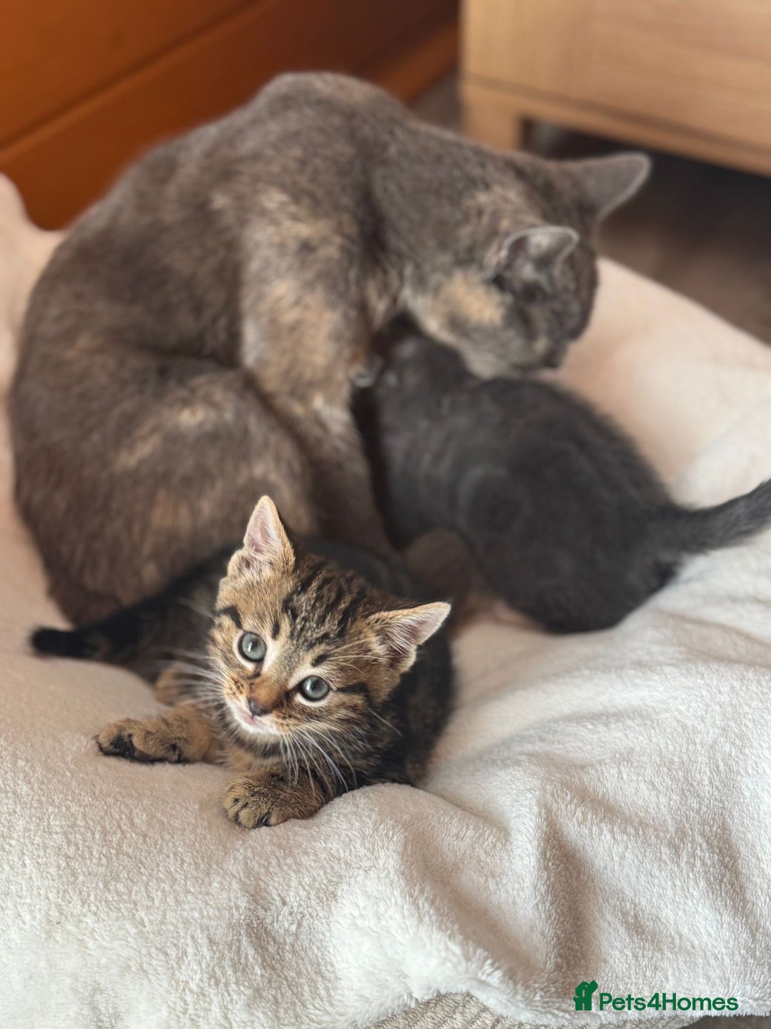 British Shorthair cats for sale: 5 adorable kittens  - Image 17