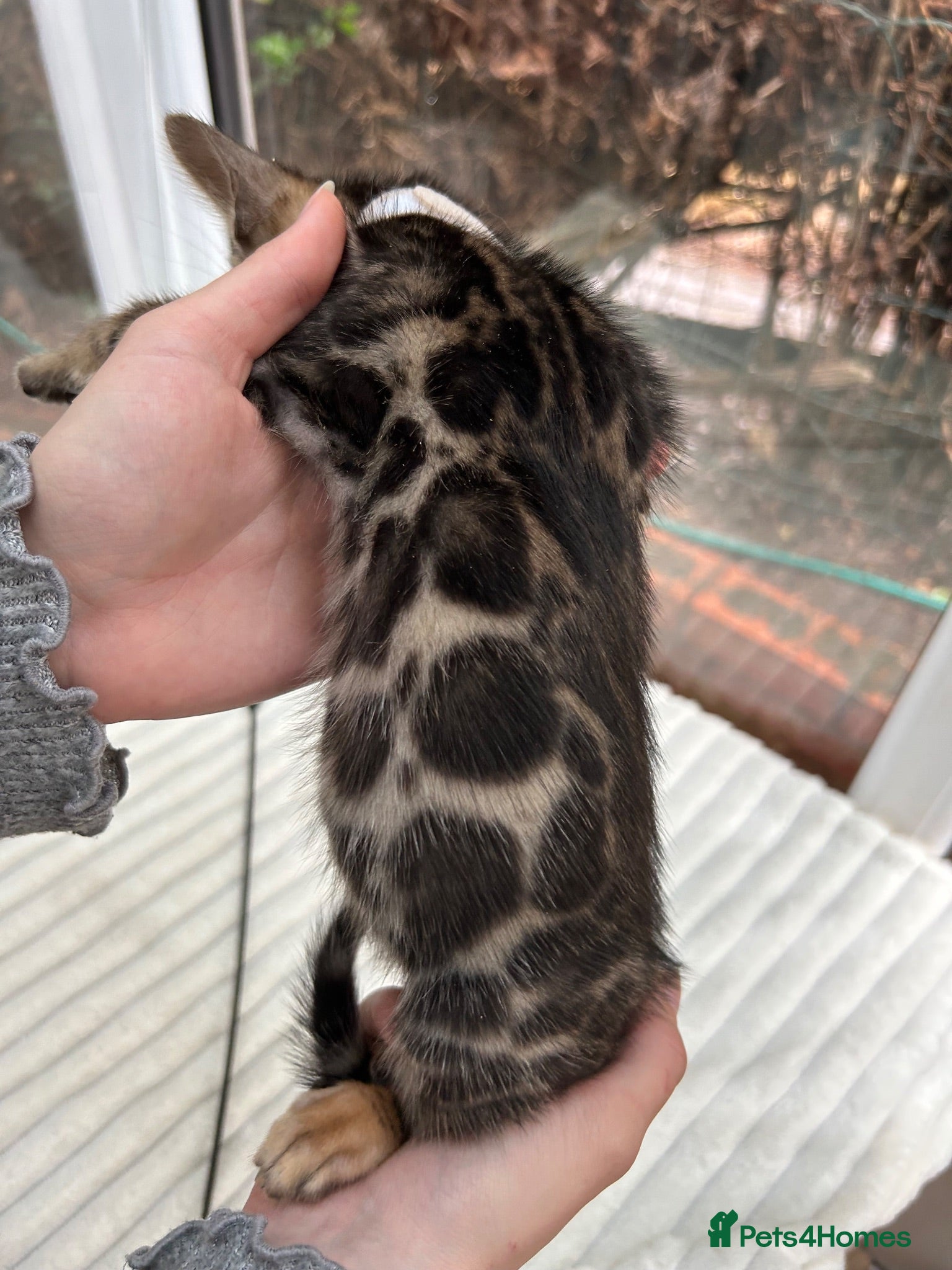 Bengal cats Pure Bengal Kittens ❤️ready for their new home 🏡  - Advert 2