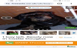 Mixed Breed dogs for sale: For Sale - Image 1