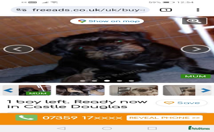 Mixed Breed dogs - Advert 11