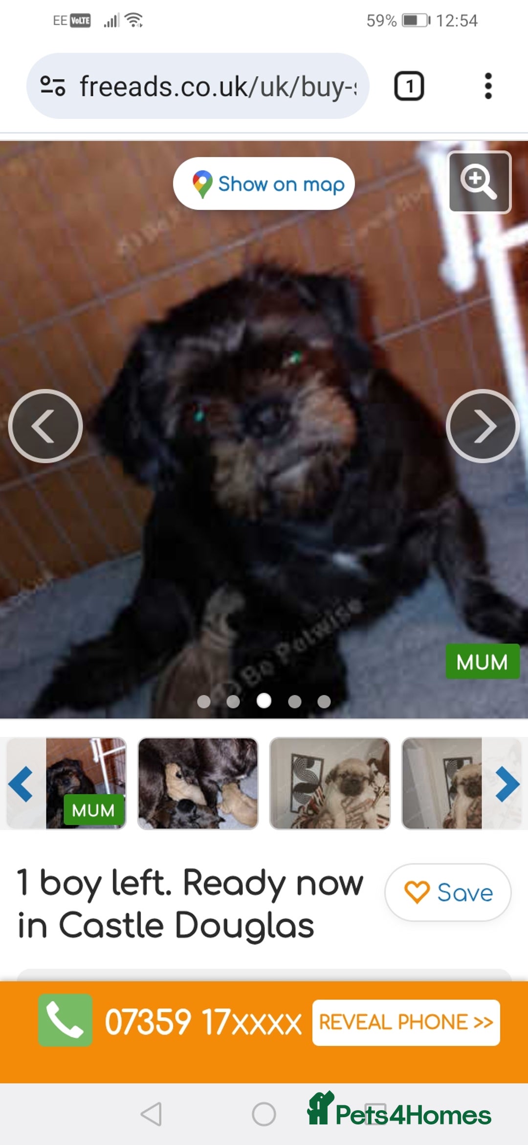 Mixed Breed dogs for sale: For Sale - Image 1