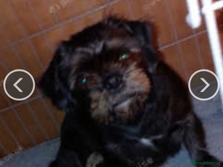 Mixed Breed dogs for sale - Advert 1