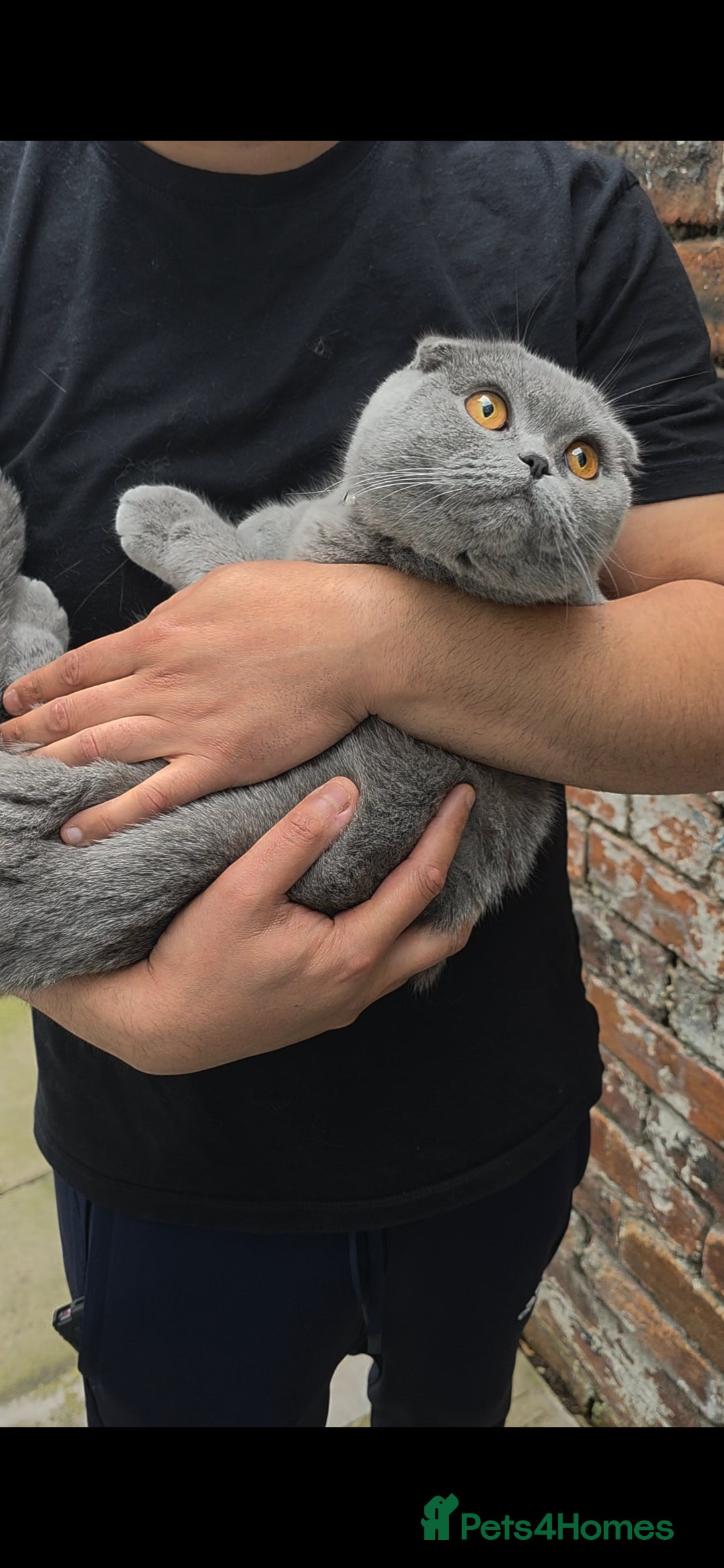Scottish Fold cats for sale: ✨ Scottish Fold Female Kitten for Sale ✨ - Image 4
