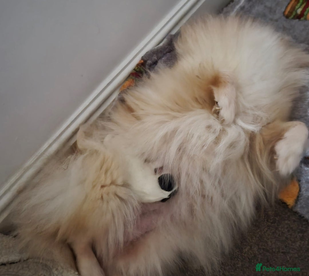 Pomeranian dogs for sale: Pomeranian girl puppy  - Advert 3