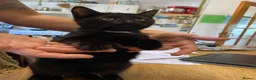 Mixed Breed cats for sale: Polydactyl Kitten - Advert 3