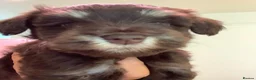 Miniature Schnauzer dogs for sale: Gorgeous Miniature schnauzer Puppies  in Worthing - Advert 6