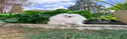 Pomeranian dogs for sale: SUPER TINY WHITE POMERANIAN BOY - Advert 2