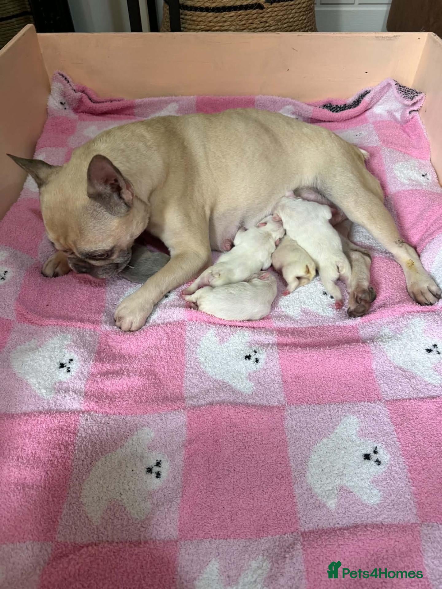 French Bulldog dogs ❤️STUNNING French bulldog puppys, ❤️ - Advert 1
