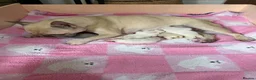 French Bulldog dogs for sale: ❤️STUNNING French bulldog puppys, ❤️ - Advert 1