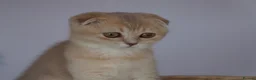 Scottish Fold cats for sale: 🌸beautiful long hair and short haired kittens🌸 - Advert 10