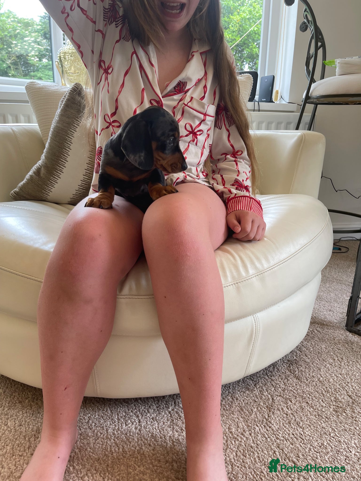 Miniature Dachshund dogs Ready to leave ! K/C reg Mini Dachshund Boy  - Advert 2