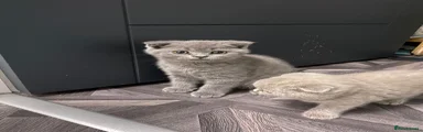 British Shorthair Kitten 4