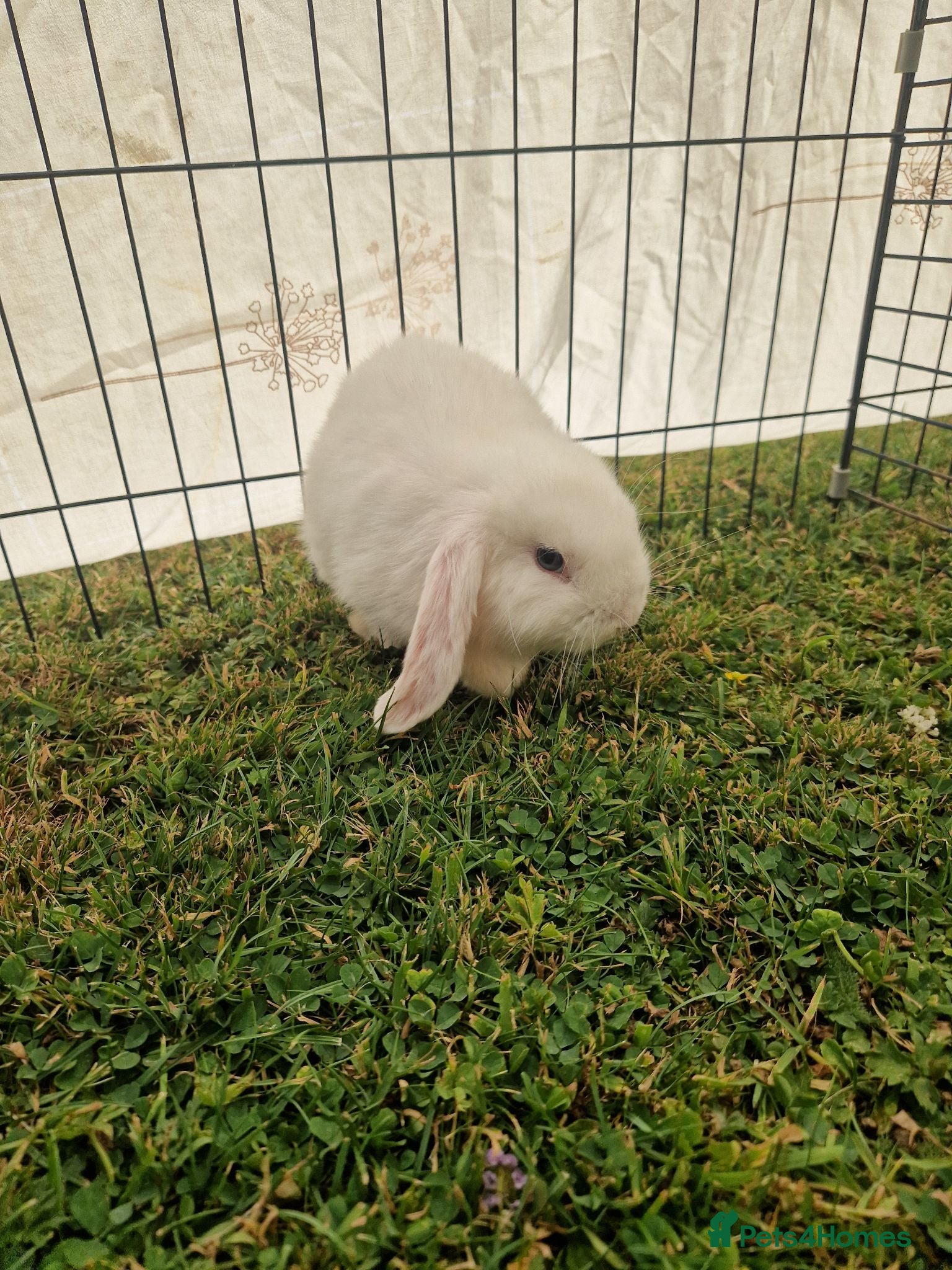 Mini Lop rabbits 3 baby rabbits - Advert 1