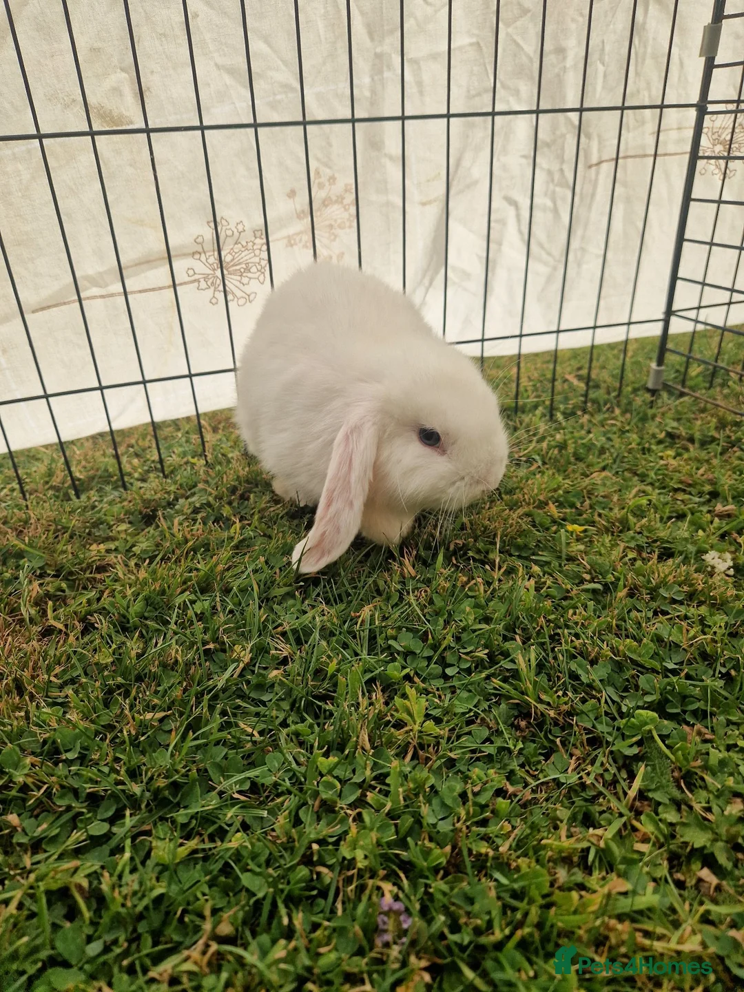 Mini Lop rabbits for sale: 3 baby rabbits - Advert 1