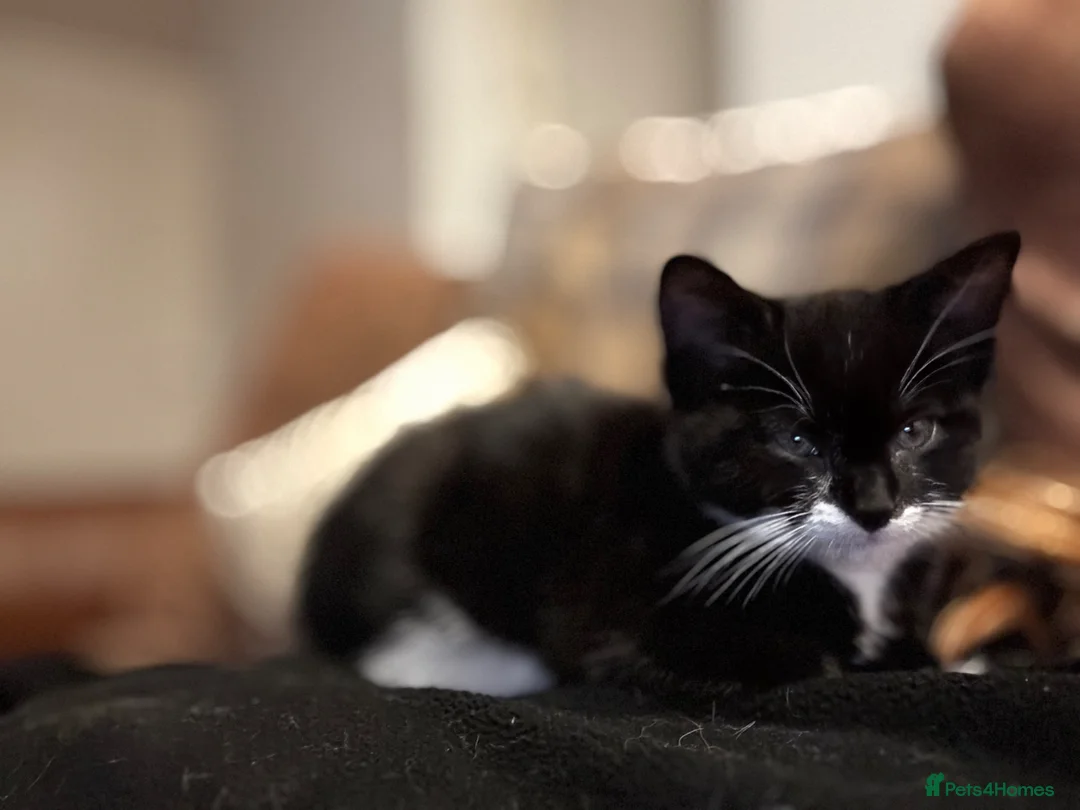 British Shorthair cats for sale: British shorthair male kitten in Stockbridge - Advert 1