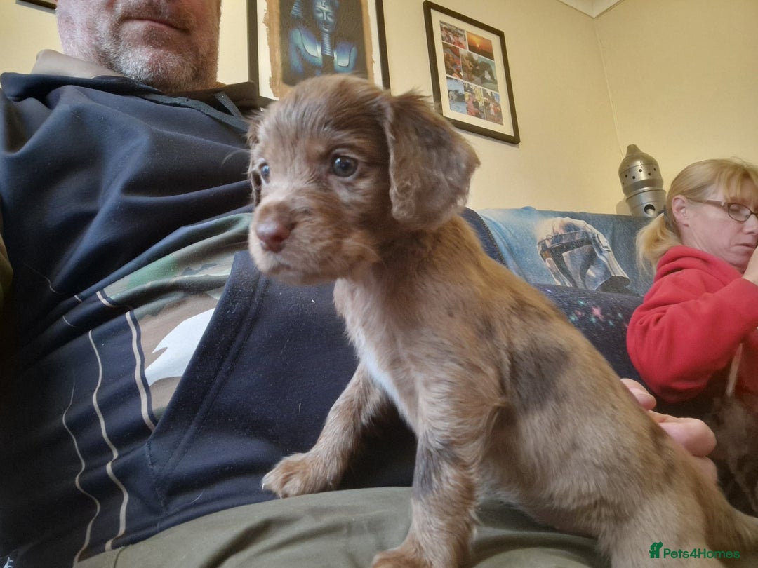 Cocker Spaniel dogs for sale: Cocker Spaniel puppies - Image 10