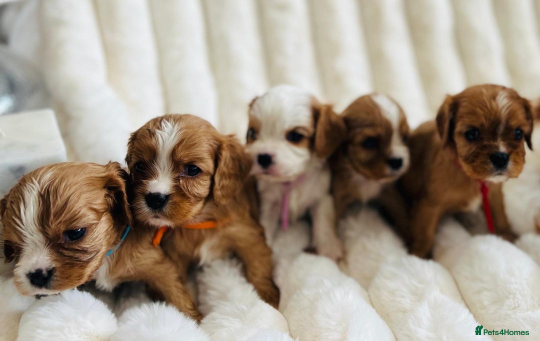 Cavalier King Charles Spaniel dogs for sale: Fully Health tested Cavalier King Charles Puppies  - Image 12