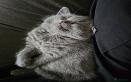 British Shorthair cats for sale: 4 cute kittens  - Image 11