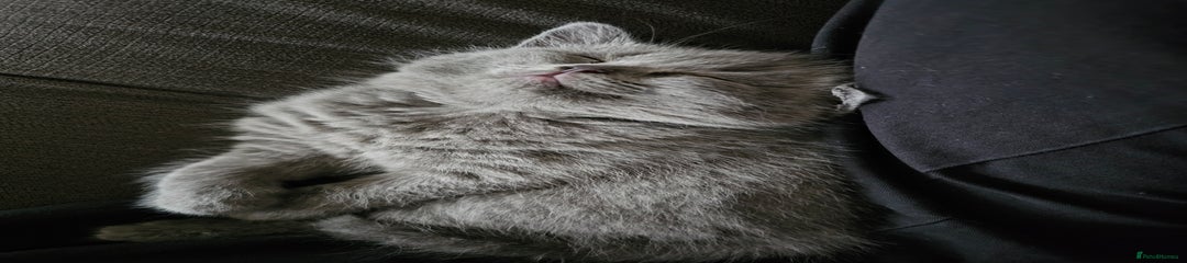 British Shorthair Kitten 4