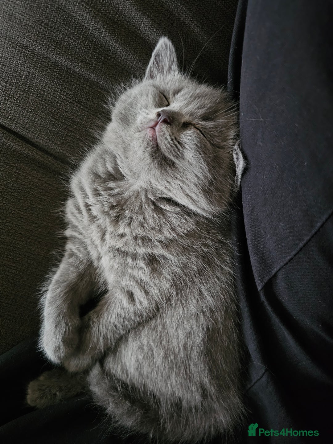 British Shorthair cats for sale: 4 cute kittens  - Image 11