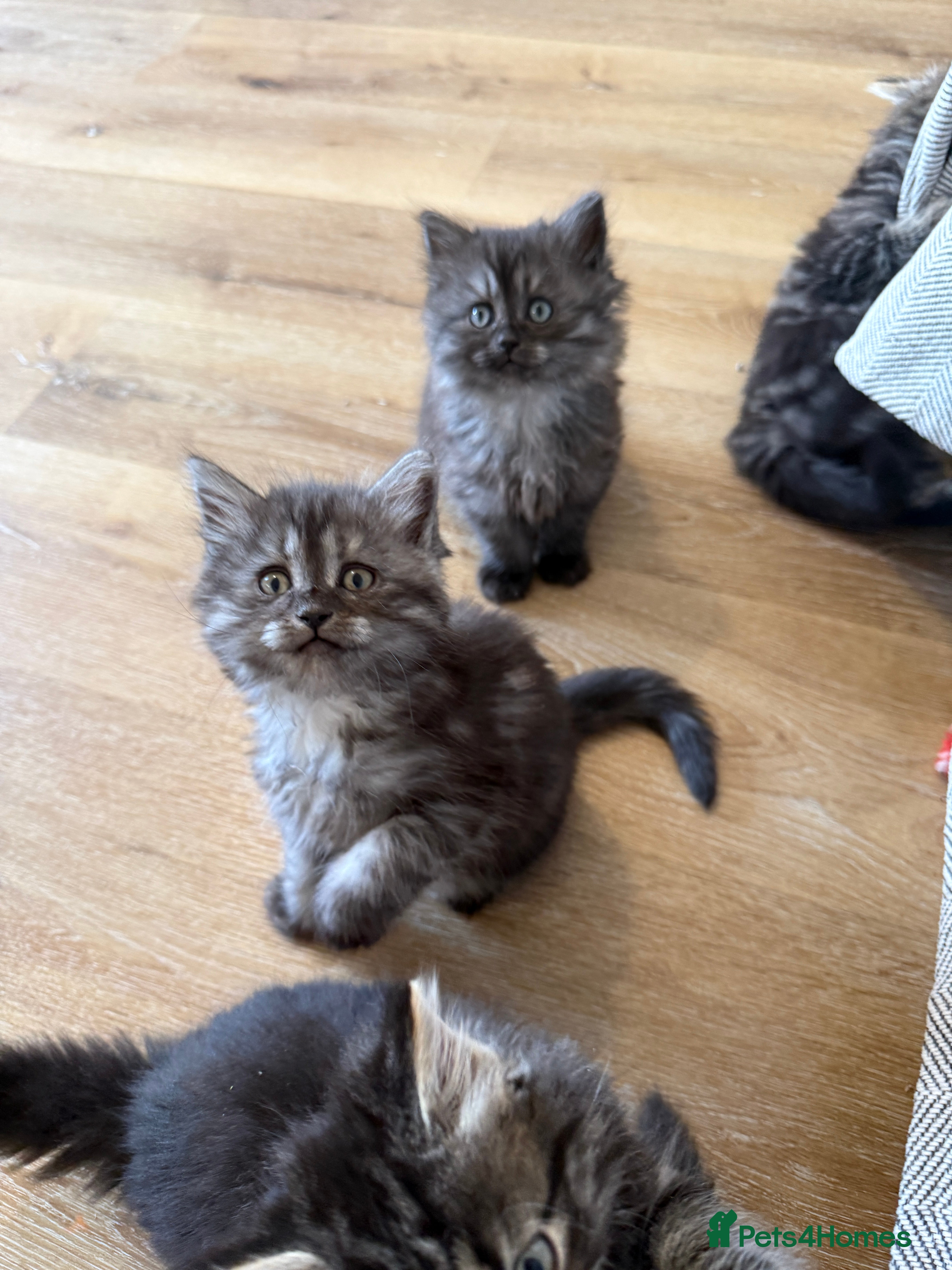 Persian cats PersianBSH silver, ginger & dark silver kittens 🩷 - Advert 2