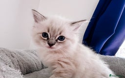 Ragdoll cats for sale: Gorgeous Ragdoll Lynx Girls!  - Image 6