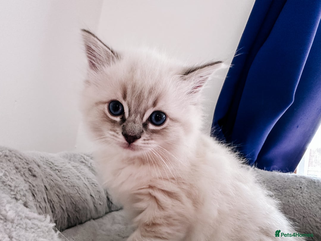 Ragdoll cats for sale: Gorgeous Ragdoll Lynx Girls!  - Image 6