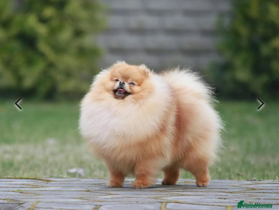 Pomeranian dogs for sale: Adorable Purebred Pomeranian Puppies – Male - Image 10