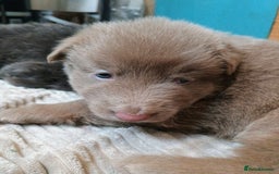 German Shepherd dogs for sale: ISABELLA GERMAN SHEPHERD 🌟 3 PUPS REMAINING 🌟 - Image 13
