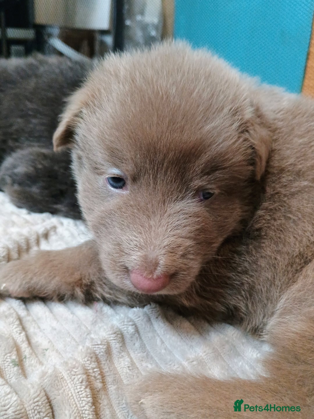 German Shepherd dogs for sale: ISABELLA GERMAN SHEPHERD 🌟 3 PUPS REMAINING 🌟 - Image 13