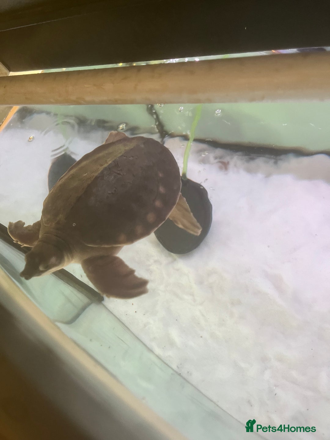 Turtle reptiles for sale: Fly river turtle need gone moving out - Image 2