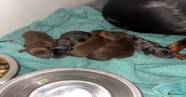 Miniature Dachshund dogs - Advert 12